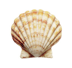 Fototapeta premium Beautiful Scallop shell, Seashell, Marine life, Oceanic, Beach find on white background