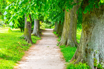 Fototapeta premium The path in Jirsakovy sady leads through trees near the confluence of the Elbe and Orlice rivers. People stroll along the walkway enjoying nature and greenery.