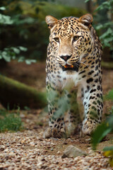 Fototapeta premium Portrait of Persian leopard in zoo