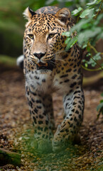 Obraz premium Portrait of Persian leopard in zoo