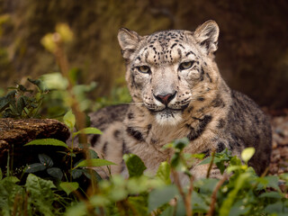 Fototapeta premium Portrait of Snow leopard in zoo