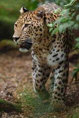 Fototapeta premium Portrait of Persian leopard in zoo