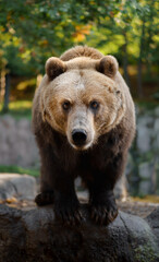 Obraz premium Kamchatka brown bear on rock