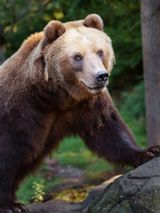 Fototapeta premium Kamchatka brown bear on rock