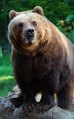Fototapeta premium Kamchatka brown bear on rock