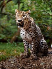 Obraz premium Portrait of Persian leopard in zoo