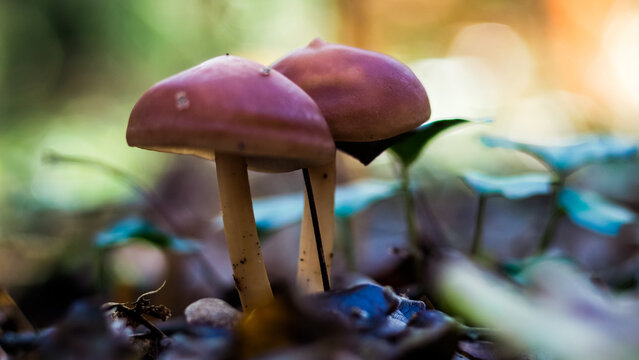 Flore de la for&ecirc;t des Landes de Gascogne, en automne