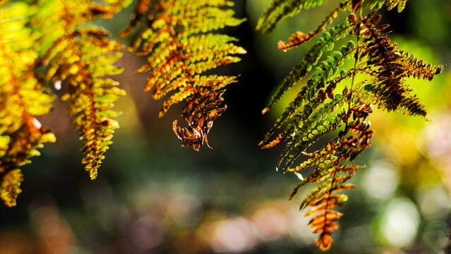 Flore de la for&ecirc;t des Landes de Gascogne, en automne