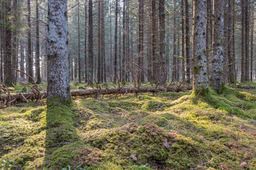 Fototapeta premium Sun rays filtering through dense pine forest with moss covered ground, creating peaceful natural atmosphere for wellness, travel and nature themes