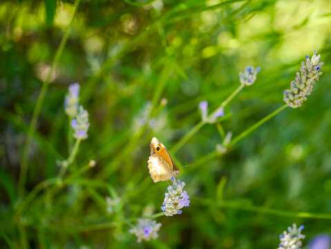 A red-brown pyronia (Pyronia tithonus) on flowering rosemary. Photographed in Musio, a hamlet of Tremosine.