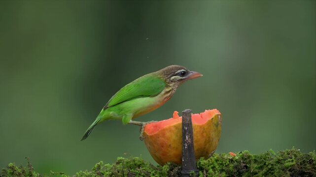 video of a white-cheeked barbet perches on mossy branch.eating papaya fruit and sits beside it. Soft focus background enhances wildlife feel. Natural daylight highlights bird's vivid feathers