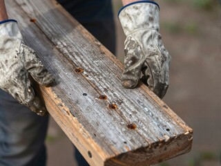 Obraz premium Hands in Leather Gloves Carrying Weathered Wooden Plank