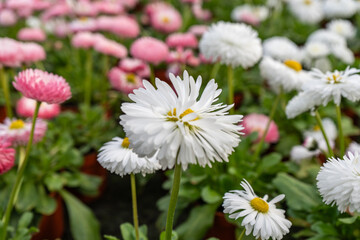 White daisy flower in focus with pink blooms in background, shallow depth of field greenhouse spring scene in Latvia © Edijs