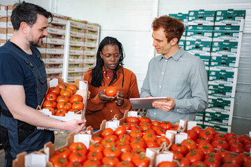 Agricultural workers inspecting fresh tomatoes for quality control © Jelena