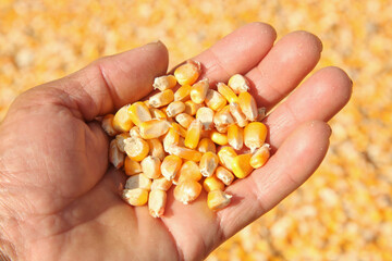 Naklejka premium Fresh Corn Kernels in Hands During Harvest Season with Golden Field Background