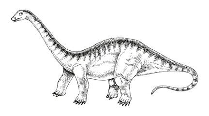 Diplodocus dinosaur hand drawn vector © Marina Gorskaya