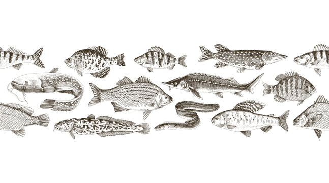 Freshwater fishes vector seamless border