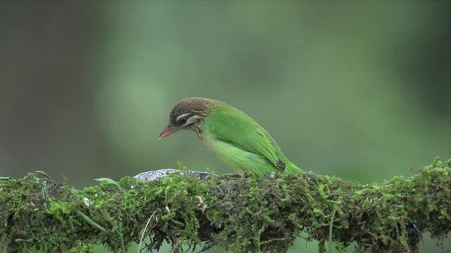 close up video of a white-cheeked barbet bird perches on mossy branch. Soft forest background enhances natural calm. Quiet moment captured in lush woodland setting