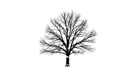 Fototapeta premium Bare Tree Silhouette Black and White
