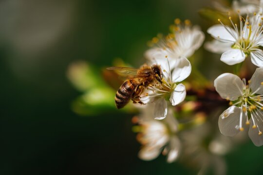 Bee Gathering Pollen. Closeup Of Active Worker Bee. Worker Bee Collecting Pollen With Detailed Macro View