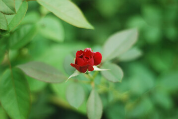 Fototapeta premium A single red rose bud surrounded by green leaves in a natural setting