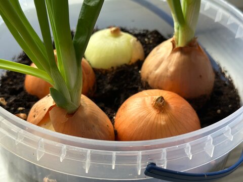 16:25Onion bulbs with green shoots growing in a plastic container on a windowsill, showcasing a simple indoor kitchen garden.