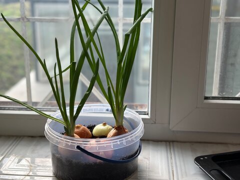 16:25Onion bulbs with green shoots growing in a plastic container on a windowsill, showcasing a simple indoor kitchen garden.