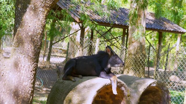 Mainland serow resting on a concrete pipe in a zoo enclosure. This goat-like antelope has black fur and short horns, surrounded by trees and a sunlit background pavilion. Wildlife photography.