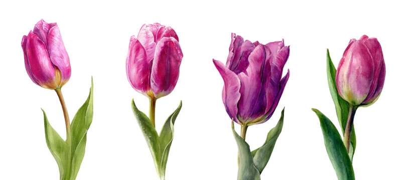 Hand painted watercolor of four purple pink tulips on green stems, showing stages from tight bud to fully open blossom on a clean white background, botanical art