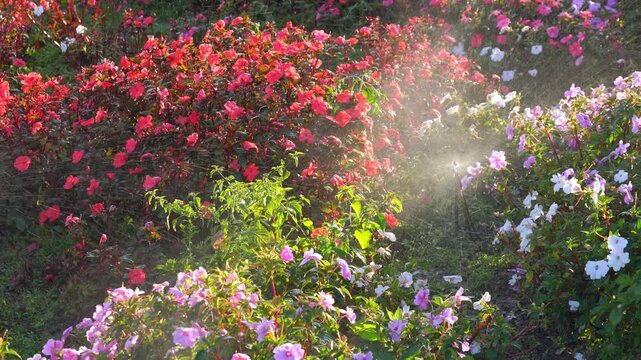 Automatic sprinkler watering vibrant red, pink, and white impatiens in a garden during golden hour. Gentle water mist sprays over lush flowering plants in a summer landscape scene.