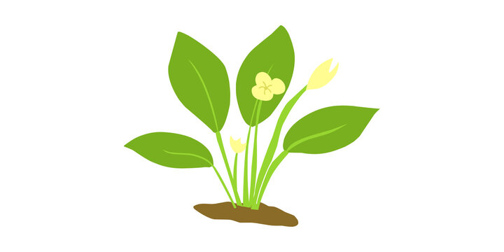 Minimal green plant illustration with leaves and flowers on transparent background. Genjer ricefield aquatic plant.