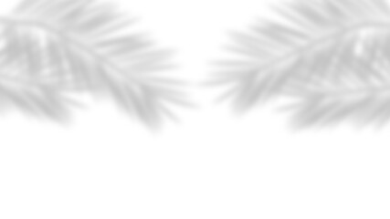 Obraz premium Palm leaves shadow on transparent background, tree branch