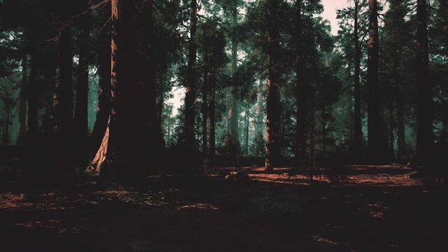 twilight forest with towering trees, misty floor, low golden shafts of light, deep shadows, damp earth, scattered leaves, cinematic suspense mood perfect