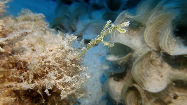 Close underwater footage of a juvenile ornate ghost pipefish blending with shells and algae on the sandy seabed in Mauritius. Camouflaged tropical marine species in a natural reef habitat.