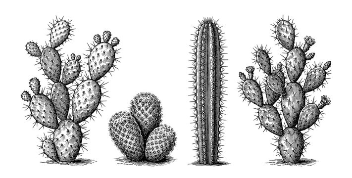 Cactus succulent set saguaro opuntia prickly pear hand drawn vintage