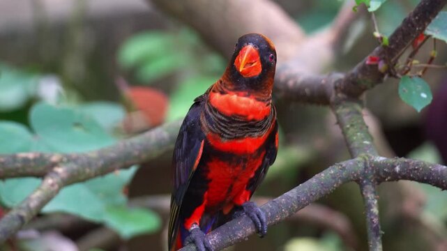 A dusky lory (Chalcopsitta fuscata) perches on a tree branch amidst lush green foliage, preening and grooming its plumage, close up shot.