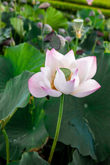 Obraz premium Pink and White Lotus Flower in Rice Field Landscape