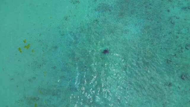 Sea turtle swimming gracefully over a shallow coral reef in clear tropical turquoise water, representing marine life and conservation. Magic aerial view top down drone view