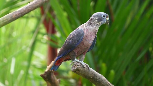 A Dusky parrot (Pionus fuscus) perches on the branch and wipes its bill against it to clean off food debris, close up shot.