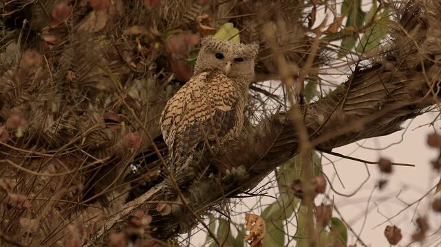 Video of Spot-bellied eagle owl perch quietly among tangled branches and camouflaged . Brown feathers blend with autumn leaves and twigs. Soft light reveals detailed eye patterns and head shape.