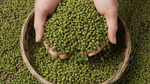 Hands holding and pouring green mung beans from basket