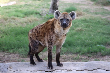Fototapeta premium Hyena standing grass.spotted hyena in an enclosure.