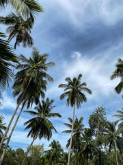Fototapeta premium palm trees and blue sky