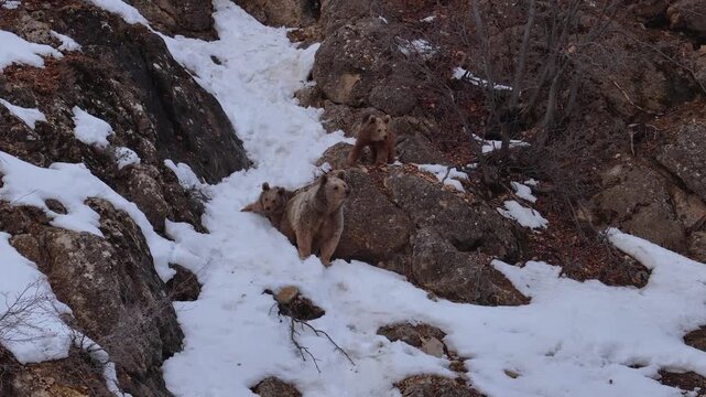 Brown Bear Mother and Cubs in Snowy Rocky Forest