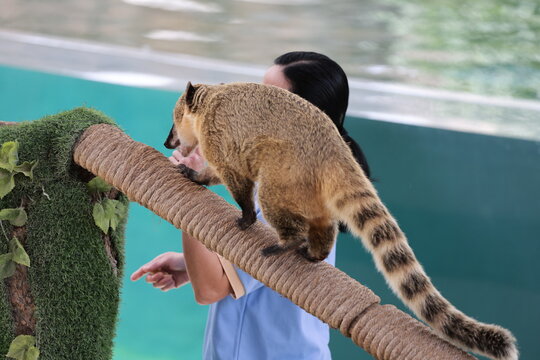 Coati balancing rope, performance of a trained animal. High quality photo