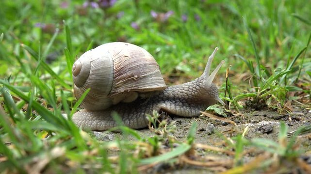Snail, Macro Walking Snail in Grass, Animals in Natural Environment in Closeup, Nature, Spring Season after Rain