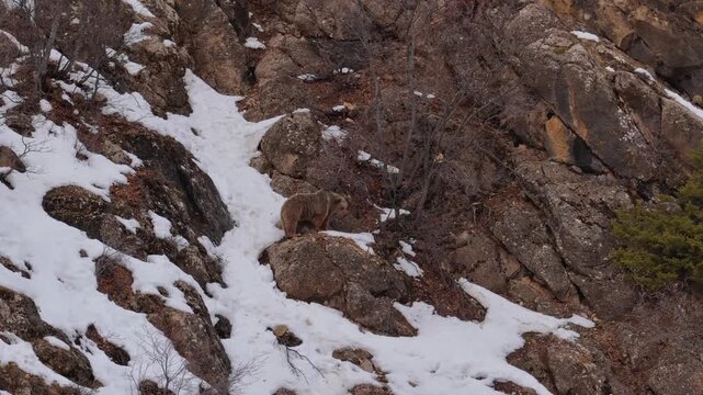 Brown Bear Walking on Rocky Snowy Mountain Slope