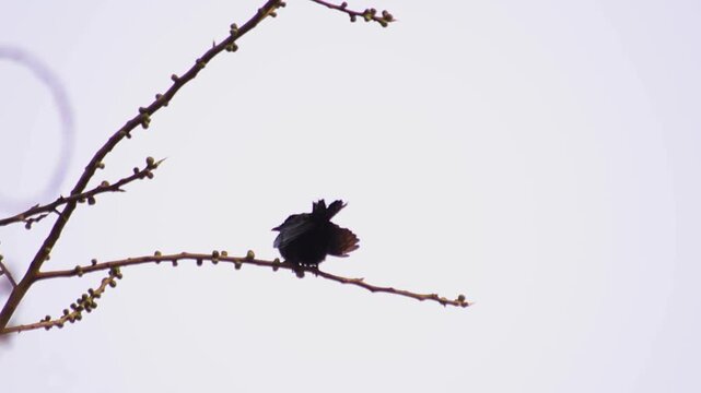Small bird perched on a budding tree branch preening its feathers against a white sky, 4k.
