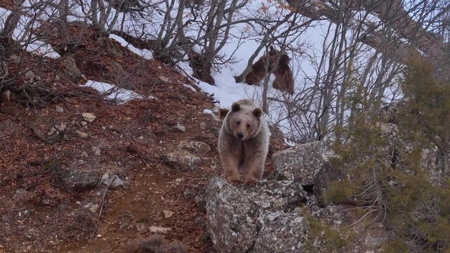 Brown Bear on Rocky Terrain with Cub in Winter Forest