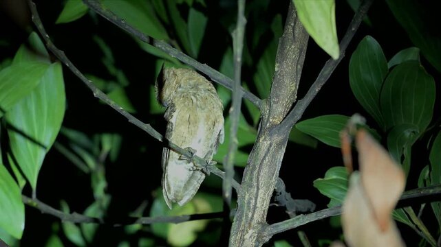 video of Indian scops owl perches quietly on tree branch at night. Tawny feathers blend with bark and leaves. Dark eyes gleam in low light. Stillness reigns as creature watches unseen.